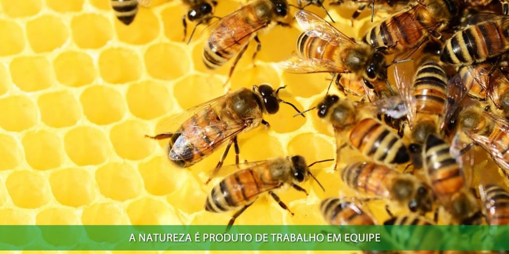 A natureza é produto de trabalho em equipe