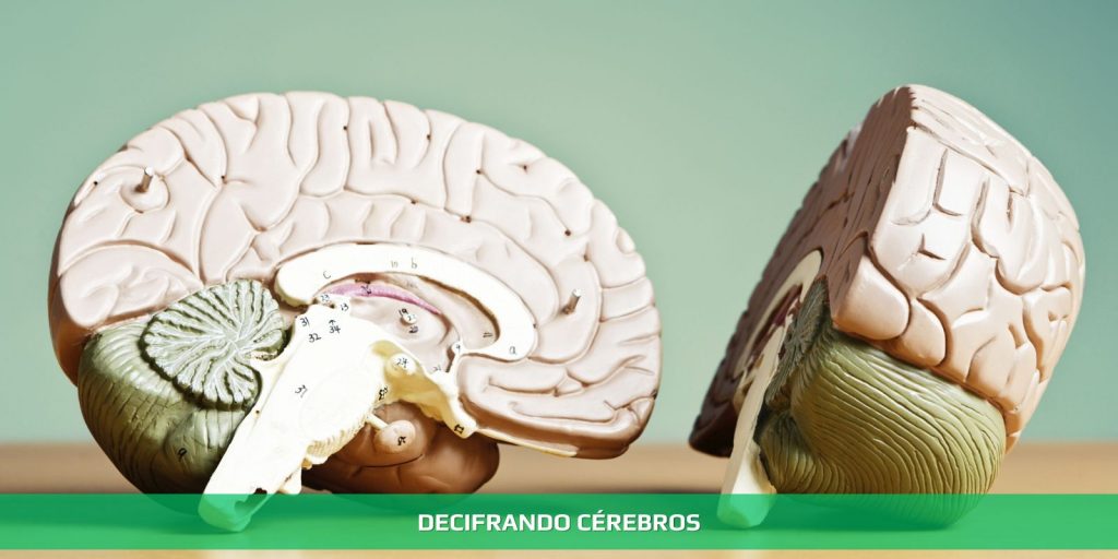 Decifrando cérebros